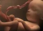 Videó egy pocaklakó mindennapjairól - a megtermékenyüléstől a születésig