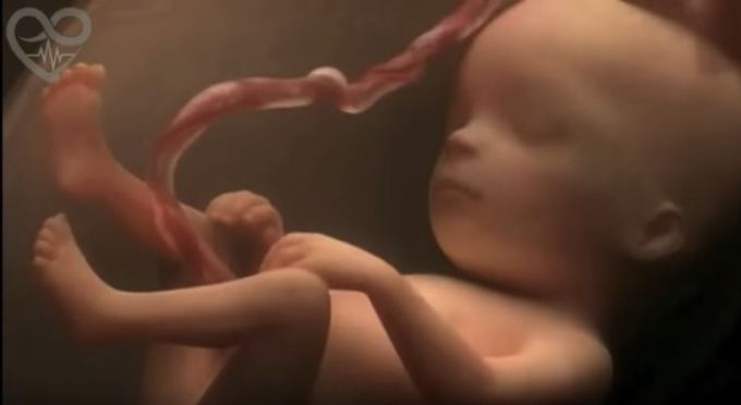 Videó egy pocaklakó mindennapjairól - a megtermékenyüléstől a születésig