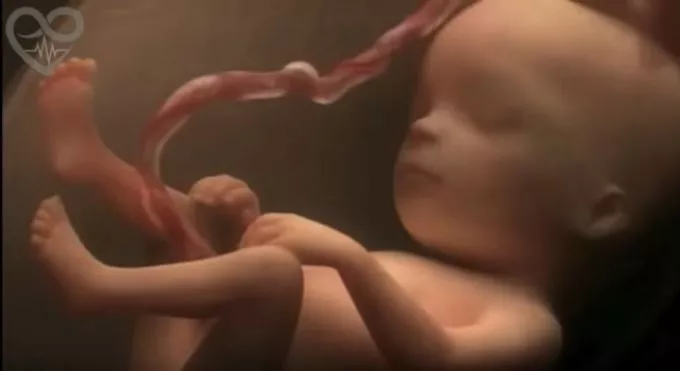 Videó egy pocaklakó mindennapjairól - a megtermékenyüléstől a születésig Videó egy pocaklakó mindennapjairól - a megtermékenyüléstől a születésig
