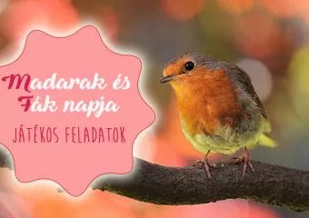 Madarak és fák napja - játékos feladatok, melyek bővítik gyermeked tudását