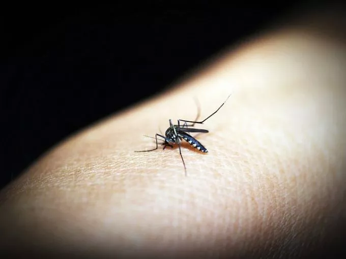 Hogyan válhat egy ártatlan rovarcsípés súlyos betegséggé?