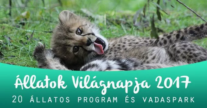 20 szuper állatos program és vadaspark az Állatok Világnapja alkalmából