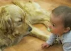 „Buksi-Suli” - Kutyával a gyermekekért