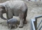 Kiselefánt született az Állatkertben! Most még csak a gondozók és az állatorvosok láthatják