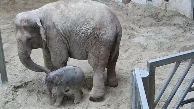 Kiselefánt született az Állatkertben! Most még csak a gondozók és az állatorvosok láthatják