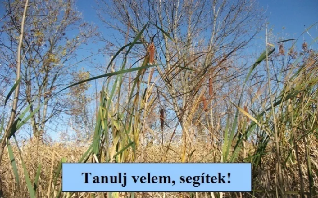 tanulás javítóvizsgára való felkészítés