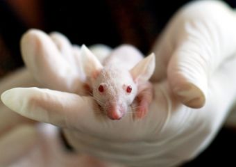 Megtalálták a rák ellenszerét? 10 nap alatt, maradéktalanul pusztult el a daganat az egerek szervezetében