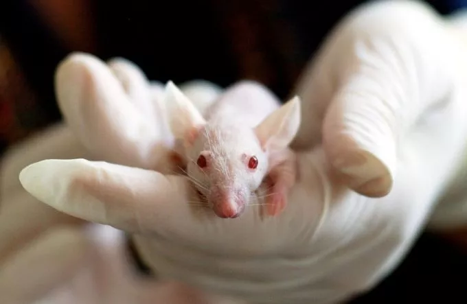 Megtalálták a rák ellenszerét? 10 nap alatt, maradéktalanul pusztult el a daganat az egerek szervezetében
