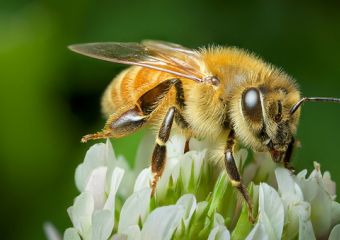 Súlyos reakció méhcsípés után - a rovarméreg allergia bármely életkorban kialakulhat!