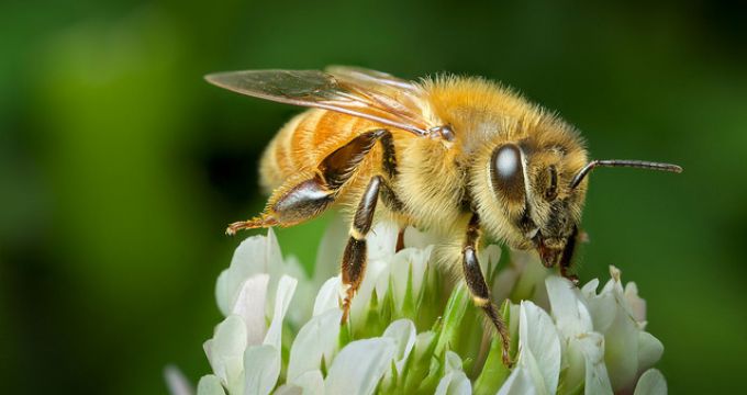 Súlyos reakció méhcsípés után - a rovarméreg allergia bármely életkorban kialakulhat!