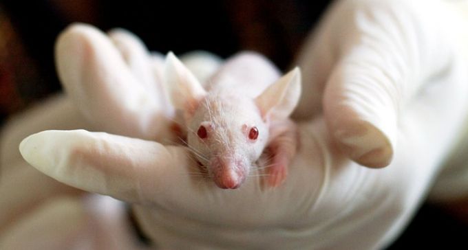 A rákos áttétek terjedését meggátló hatóanyagot találtak a kutatók A rákos áttétek terjedését meggátló hatóanyagot találtak a kutatók