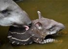 Tündéri fotók: tapír született a debreceni állatkertben