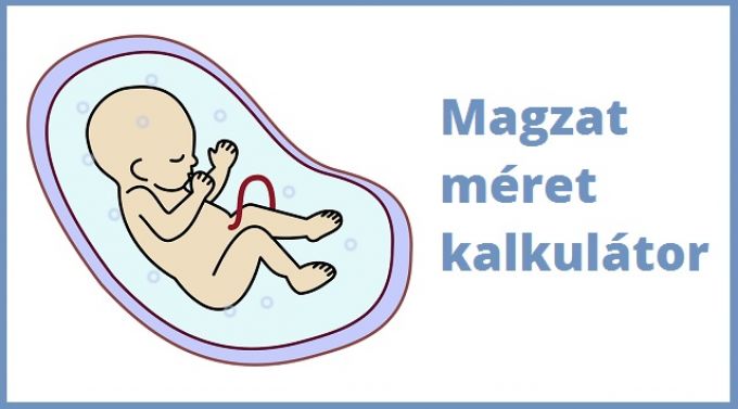 Magzat méret kalkulátor Magzat méret kalkulátor