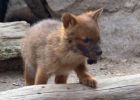Ritka ázsiai vadkutya kölykök születtek - Összesen tizenegy apróság cseperedik a veszélyeztetett ragadozóknál