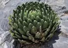 Mexikó szúrós csodái - tavaszi Országos Kaktuszkiállítás és Vásár - Nyereményjáték!