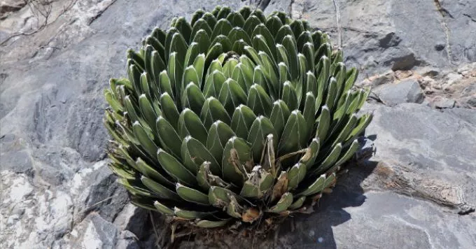 Mexikó szúrós csodái - tavaszi Országos Kaktuszkiállítás és Vásár - Nyereményjáték!