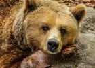 Lájkokért etette tenyeréből a medvét egy kislány Romániában - az apja vette fel a jelenetet (videó)