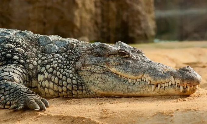 Ritka krokodilok az Állatkert új lakói: a kubai krokodilok élőhelyükön kritikusan veszélyeztetettnek számítanak