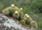 "Brazília szukkulens növényvilága" - őszi Országos Kaktuszkiállítás és Vásár - Nyereményjáték!