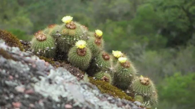 "Brazília szukkulens növényvilága" - őszi Országos Kaktuszkiállítás és Vásár - Nyereményjáték!