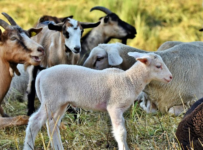 Mester Györgyi: Az okos bárány és a buta farkas Mester Györgyi: Az okos bárány és a buta farkas