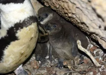 Pelyhes pingvinfiókákkal nyitja az új évet a Budapesti Állatkert - Magyarországon itt láthatja a közönség a legtöbb féle állatot