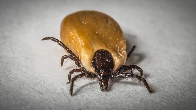 A Lyme-kór felismerése és tünetei: már otthoni tesztekkel is könnyen kimutatható A Lyme-kór felismerése és tünetei: már otthoni tesztekkel is könnyen kimutatható