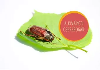 A kíváncsi cserebogár (mese)