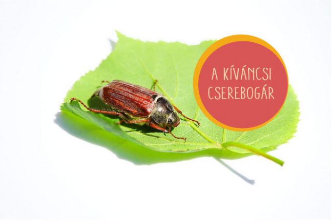 A kíváncsi cserebogár (mese) A kíváncsi cserebogár (mese)