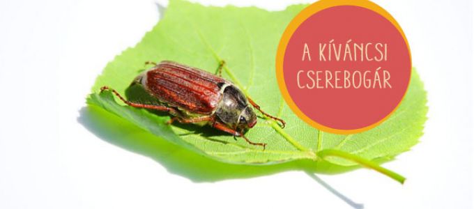 A kíváncsi cserebogár (mese) A kíváncsi cserebogár (mese)