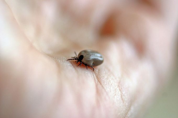 Kullancs eltávolítása lépésről-lépésre Kullancs eltávolítása lépésről-lépésre