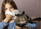 Immun- és génterápiával a macskaallergia ellen