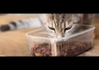 Minőségi hibákat tárt fel a Szupermenta száraz macskaeledel tesztje