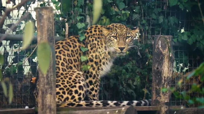 Új otthonával ismerkedik Banu, a leopárdhölgy