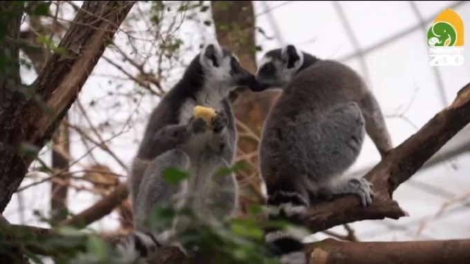 Telis-tele szeretettel - Megható kisfilmet tett közzé az Állatkert a közelgő Valentin-nap alkalmából
