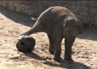 Arun, a labdazsonglőr kiselefánt már szívesen focizna a kistesójával