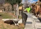 Állatkerti kirándulás négylábúaknak - tevekaraván és lóséta
