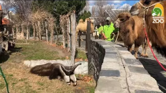 Július 3. szombattól nem kell védettségi igazolvány az állatkerti látogatáshoz