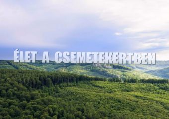 Élet a csemetekertben - oktatófilm kicsiknek és nagyoknak az erdősítésről