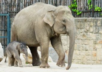 Már szombaton megnyithat az Állatkert! - Meg lehet csodálni a nemrég született kiselefántot is