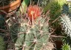 „A legvadabb tövisű kaktuszok: A Ferocactus nemzetség” - Tavaszi Országos Kaktuszkiállítás és Vásár - Nyereményjáték!
