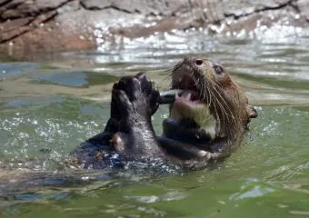 Az óriásvidra család az állatkerti látványetetések sztárja (videóval)