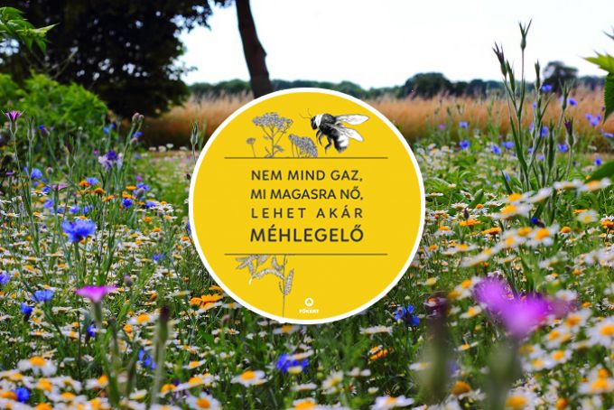 Miért kellenek a méhlegelők? - Ezt tanítsd meg a gyermekeidnek Miért kellenek a méhlegelők? - Ezt tanítsd meg a gyermekeidnek