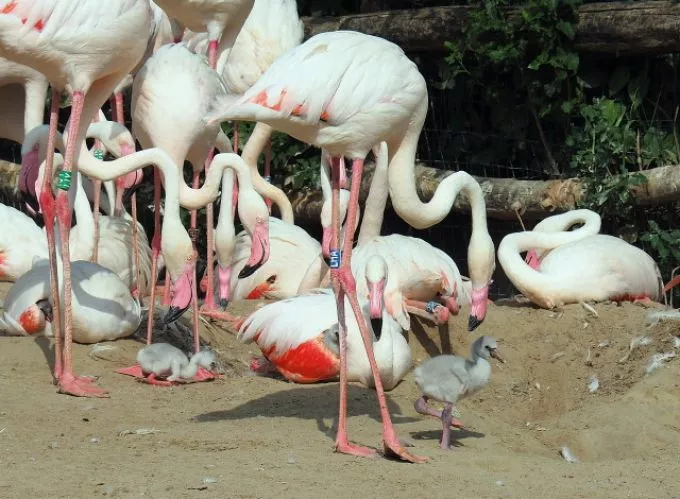 Néhány nap alatt húsz flamingófióka kelt ki az Állatkertben