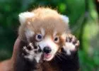 Az ország legkisebb kis pandája a Budapesti Állatkertben - Változatos programokkal készül az Állatkert 155. születésnapjára