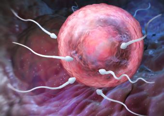A petesejt választja ki a megfelelő spermiumot a legújabb kutatások szerint