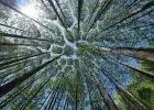 Erdőtelepítéssel a klímaváltozás ellen