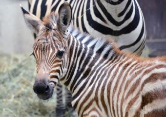 Zebracsikó született a Budapesti Állatkertben - Néhány órára már a kifutóra is kiengedik