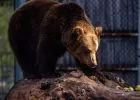 Meglátta árnyékát a fővárosi állatkert medvéje