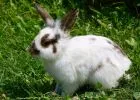 A nyuszi nem játékszer! - Húsvét közeledtével a felelős nyúltartásra hívja fel a figyelmet a Budapesti Állatkert
